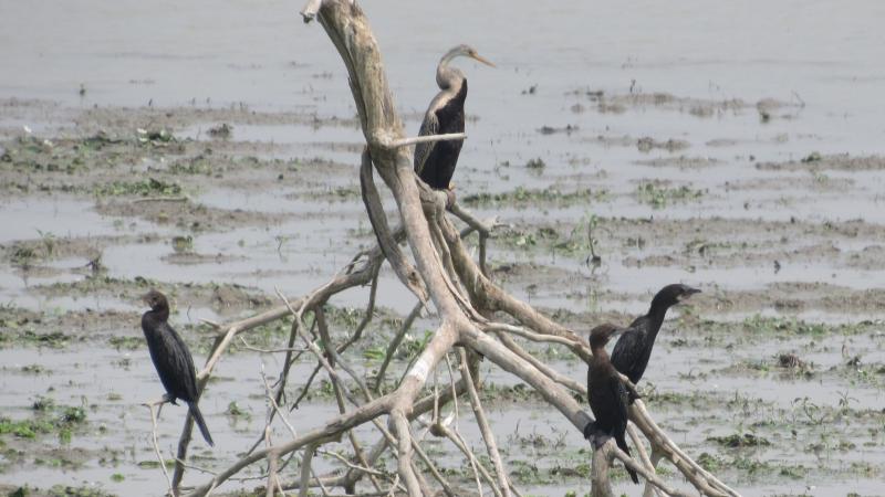 SciResMatters's tweet image. Greetings from @SciResMatters!
Weekly Newsletter Issue 30 is out!
This week’s stories cover how the #brain’s reward system shapes decisions, new #snake movement modeling, a plan to eliminate lymphatic #filariasis, the @SoIB_India's report showing declining #bird diversity, and…