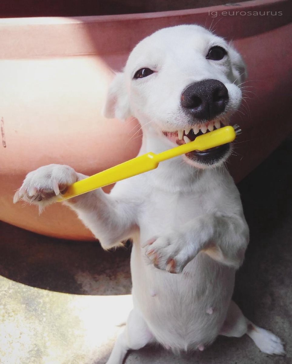 SillierThanMost's tweet image. 🚨 Timeline Checkpoint 🚨
All oomfs are required to brush and floss they teef before departing for slumber (beddy-bye). Those suspected of defying orders are subject to examination for cavities (cavity search).
Thank you for your attention. You may resume scrolling.