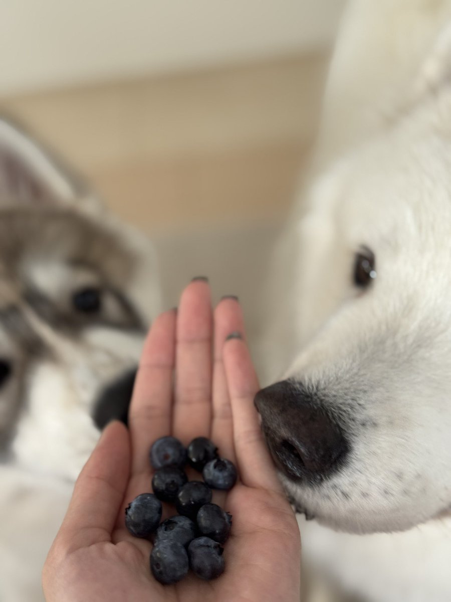 snowski1008's tweet image. クンクン🐻‍❄️
庭のブルーベリーを収穫🫐