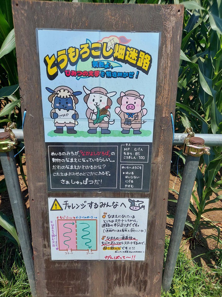 katoboku's tweet photo. ＜加藤牧場 今日の一コマ＞
皆様こんにちは！加藤牧場です♪
現在加藤牧場では、毎年恒例の夏の風物詩、トウモコロシ畑迷路を開催中です♪当店にお越しの際は是非遊んでみてください！☀️ https://t.co/8hR2Ka0Dki
