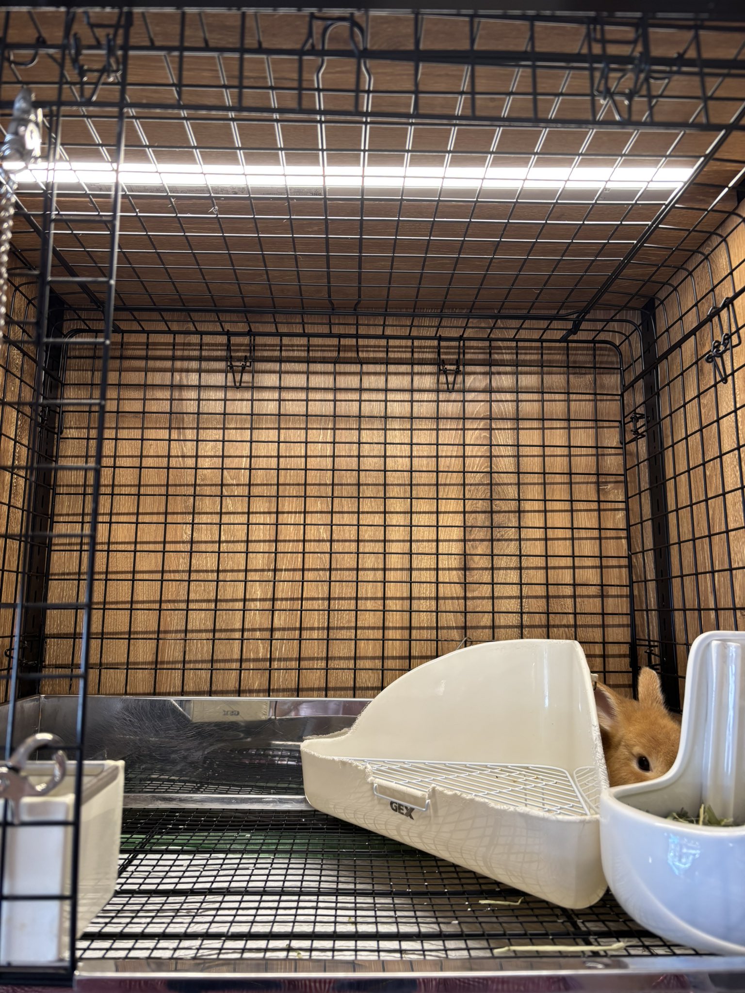 うさぎのしっぽ横浜店 on X: 