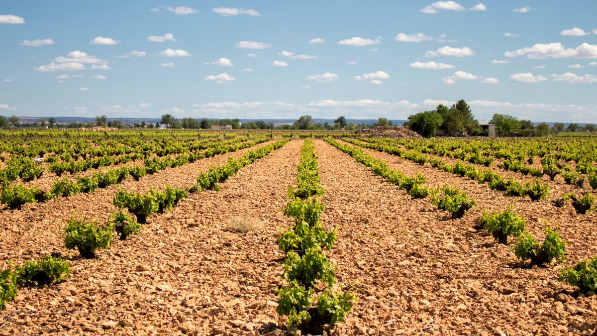 architoledo's tweet image. Yo soy la vid, vosotros los sarmientos; el que permanece en mí y yo en él, ese da fruto abundante; porque sin mí no podéis hacer nada. (Jn 15,1-8)
#EvangelioDelDía #Permanecer