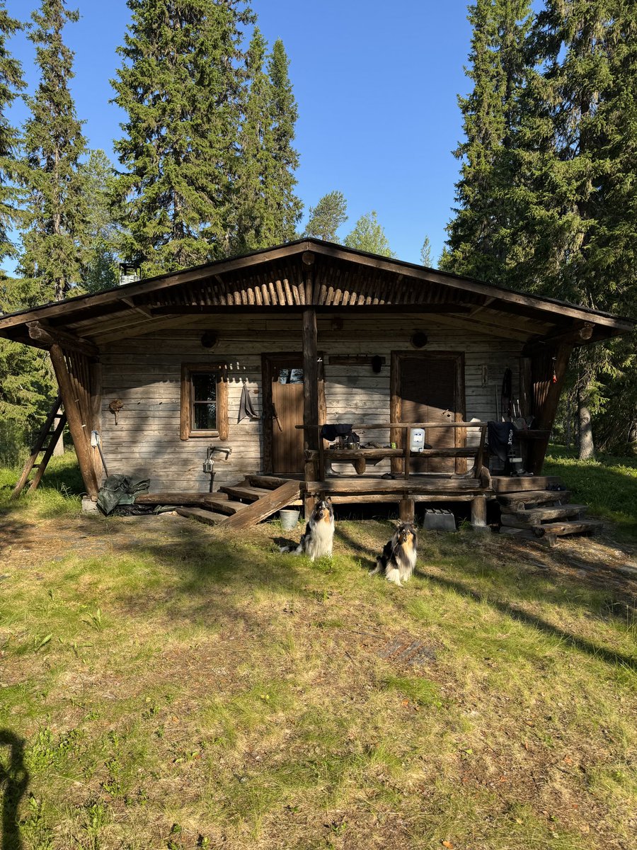Beautiful sunny morning at Northern Finland. Another record breaking temperature day coming at 32C/90F. A bit too much for us and furry ladies ☀️🌲🐶🐶

Have a peaceful and a great day. You are awesome! 🧡