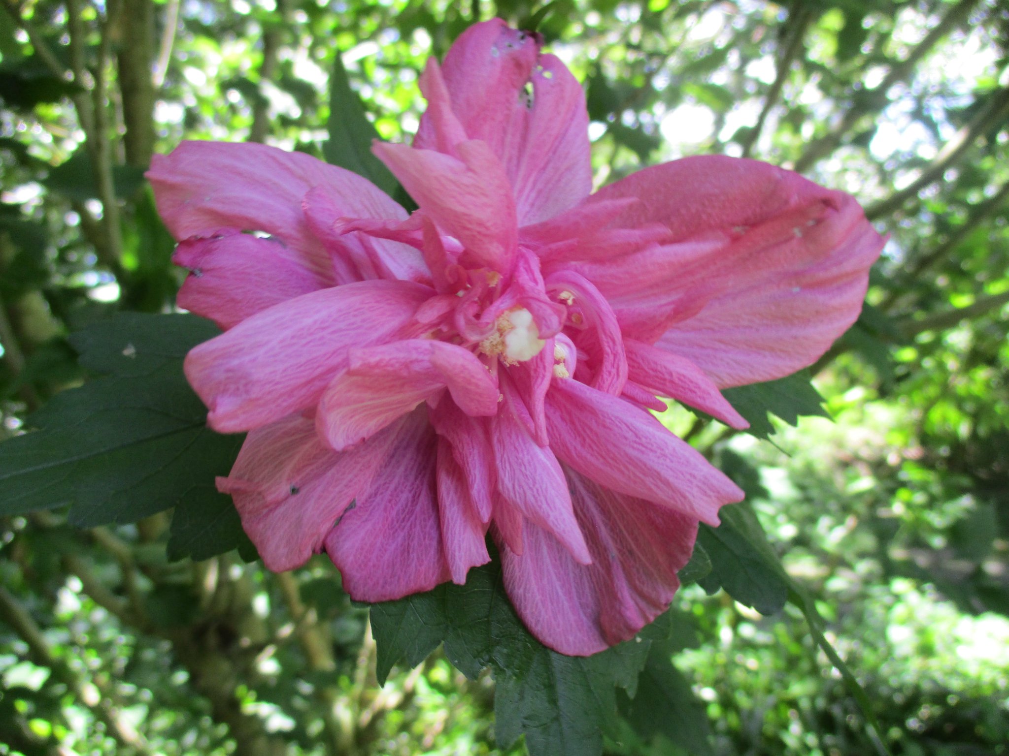 原色花卉病害虫百科 6 一般財団法人日本医薬情報センター(JAPIC)