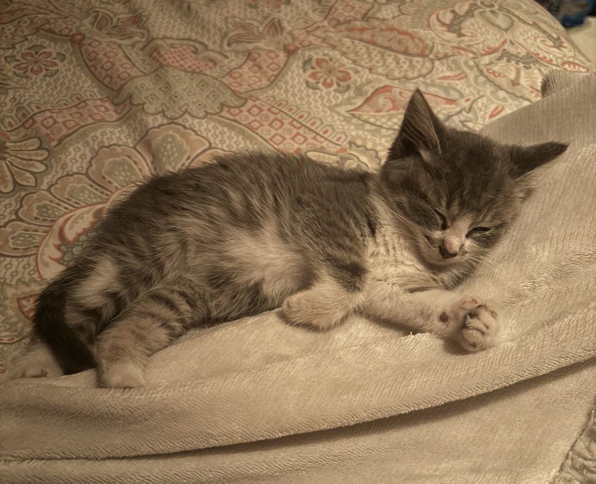 whitespires's tweet image. bramble update. went to the vet and turns out… she’s a girl! she’s so sleepy. but also loves running laps around my room at 4am every morning. stinky baby