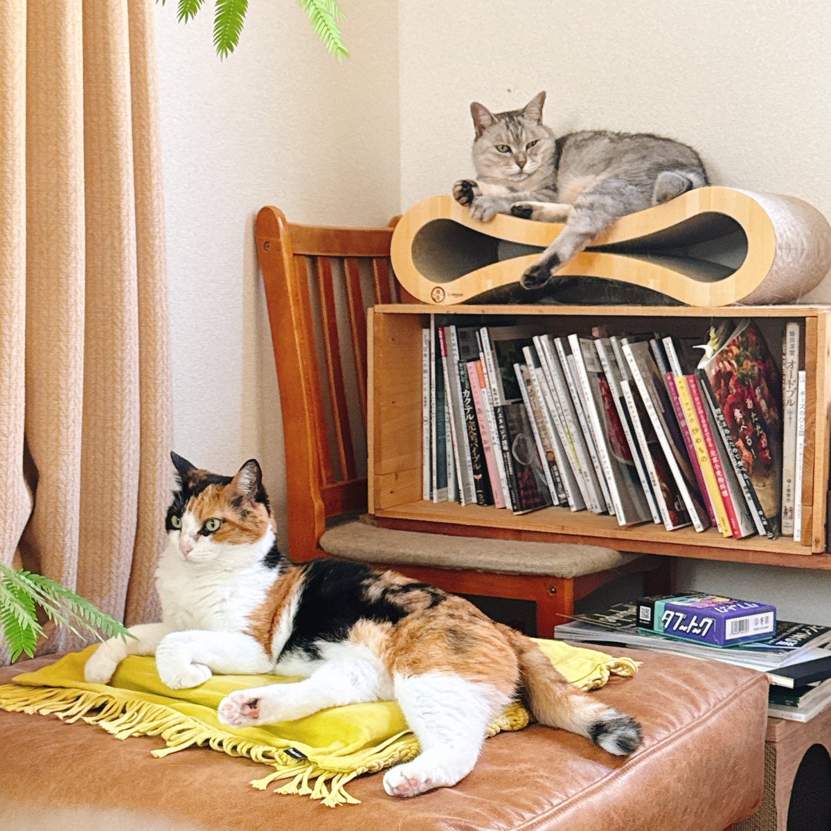 nco0707's tweet image. 明日お知らせがあります📢
(猫は関係ないです。かわいいだけです。)