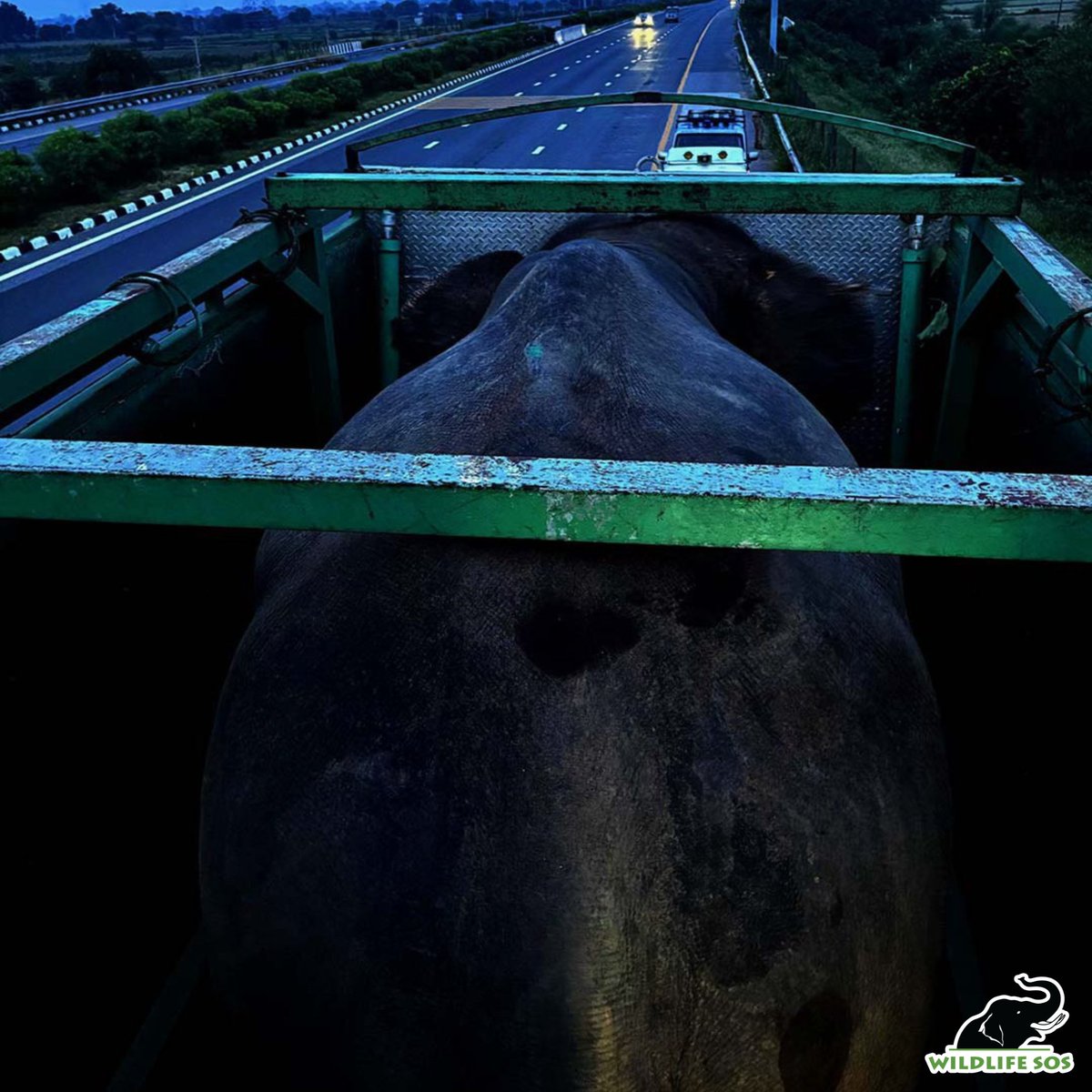 WildlifeSOS's tweet image. #RESCUEALERT #HARIRESCUE
WE’VE GOT HARI!
It wasn’t easy, but Hari is safely in the ambulance and on his way to the Wildlife SOS elephant hospital!
Hari was scared and agitated, and the large shouting crowd of bystanders made the situation worse. Thankfully, our skilled rescue…