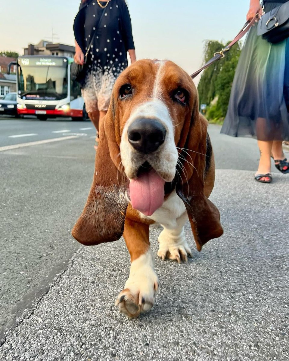 CarlosMerritte's tweet image. I&apos;m coming🐾🐾
#BassetTales #BassetJoyful #PawWeek #BassetsAreTheBest #WagMoreBarkLess #BassetHoundLoverUSA