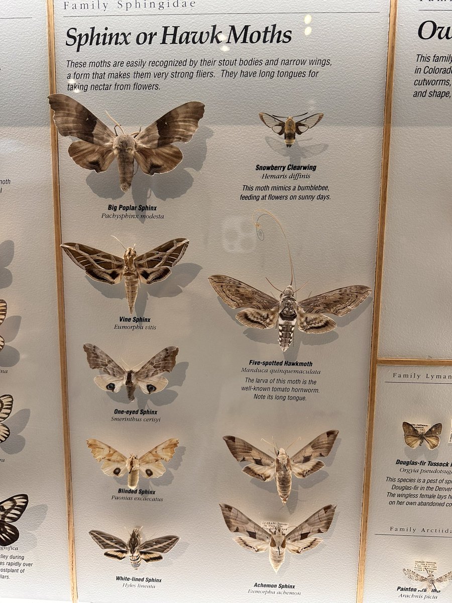 fitasafiddlepie's tweet image. today i went to Denver Museum of Nature &amp;amp; Science and got to see my FIRST EVER HUMMINGBIRD MOTH … what a dream… i knew they were tiny but i didn’t know they were THIS tiny. 
my next plan is to see some alive ones next