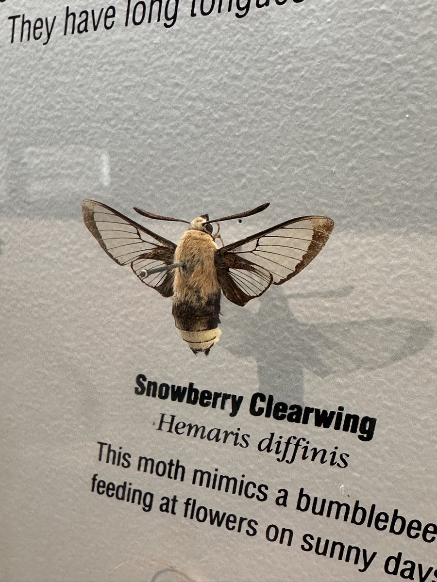 fitasafiddlepie's tweet image. today i went to Denver Museum of Nature &amp;amp; Science and got to see my FIRST EVER HUMMINGBIRD MOTH … what a dream… i knew they were tiny but i didn’t know they were THIS tiny. 
my next plan is to see some alive ones next