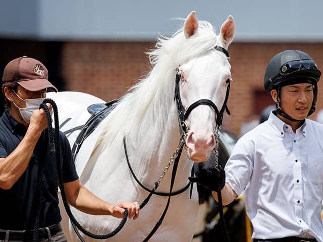 サラブレッドコレクションの推し馬総選挙でアオラキくんを応援しよう