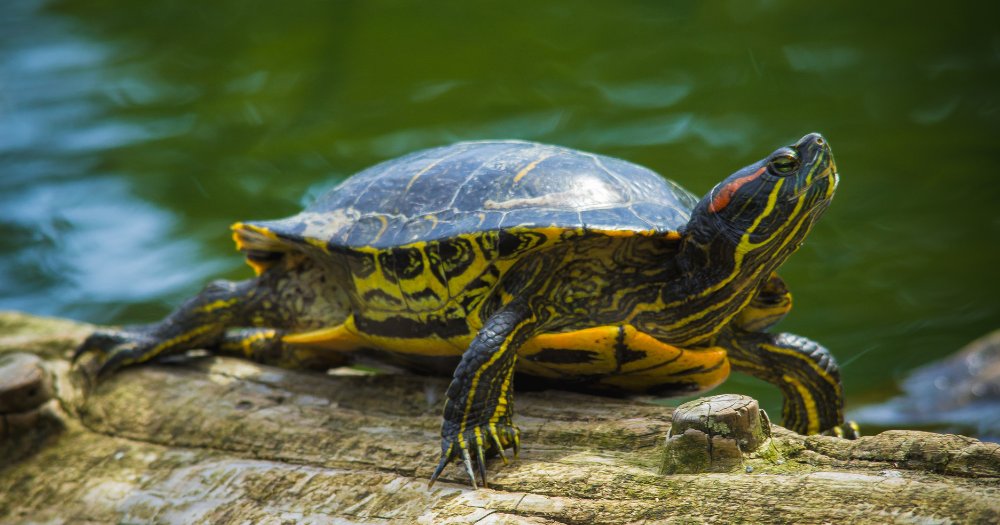 MothershipSG's tweet image. Over 2,500 terrapins seized in Indian airport returned to S'pore, humanely put down due to infection bit.ly/3IEOCsp