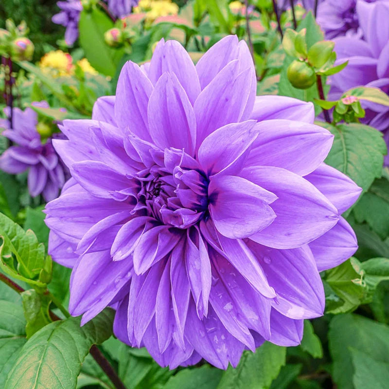 mzu2013's tweet image. May the beauty of this day find you no matter where you may be.
Happy Wednesday 😘🌸💜🍀
#garden
#WednesdayMotivation