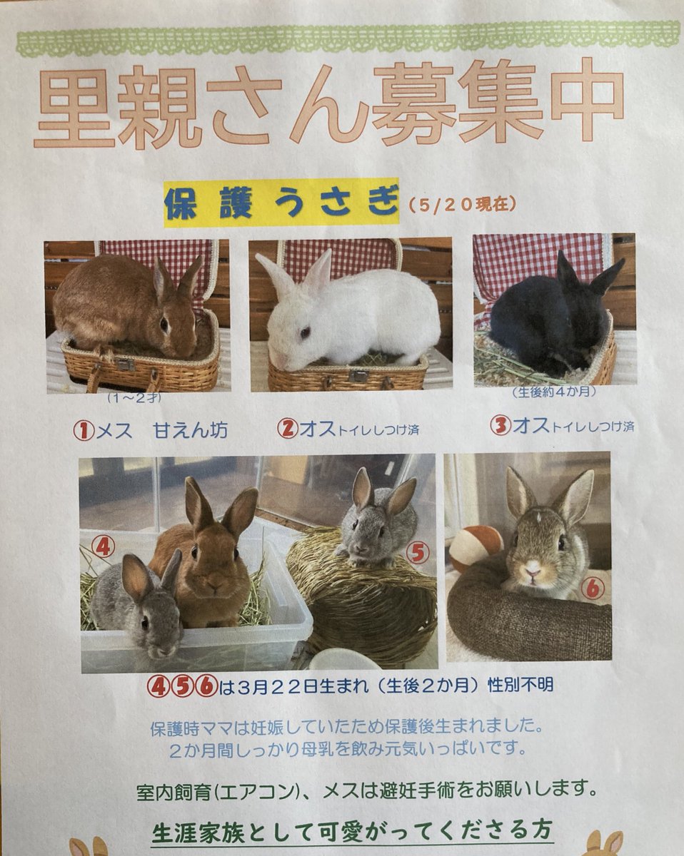 chibi_piiiko's tweet photo. 島に捨てられたうさぎ🐰
保護時は大人2羽子うさぎ4羽。母うさぎは妊娠中で保護後3週間で5羽出産。

条件付きで里親様を募集しています🙏
家族として大切に生涯育ててくださる方、よろしくお願いします🙇🐰🐰🐰🐰🐰🐰

愛知県です。
#うさぎ　#里親募集 https://t.co/VQVUgFUnTI