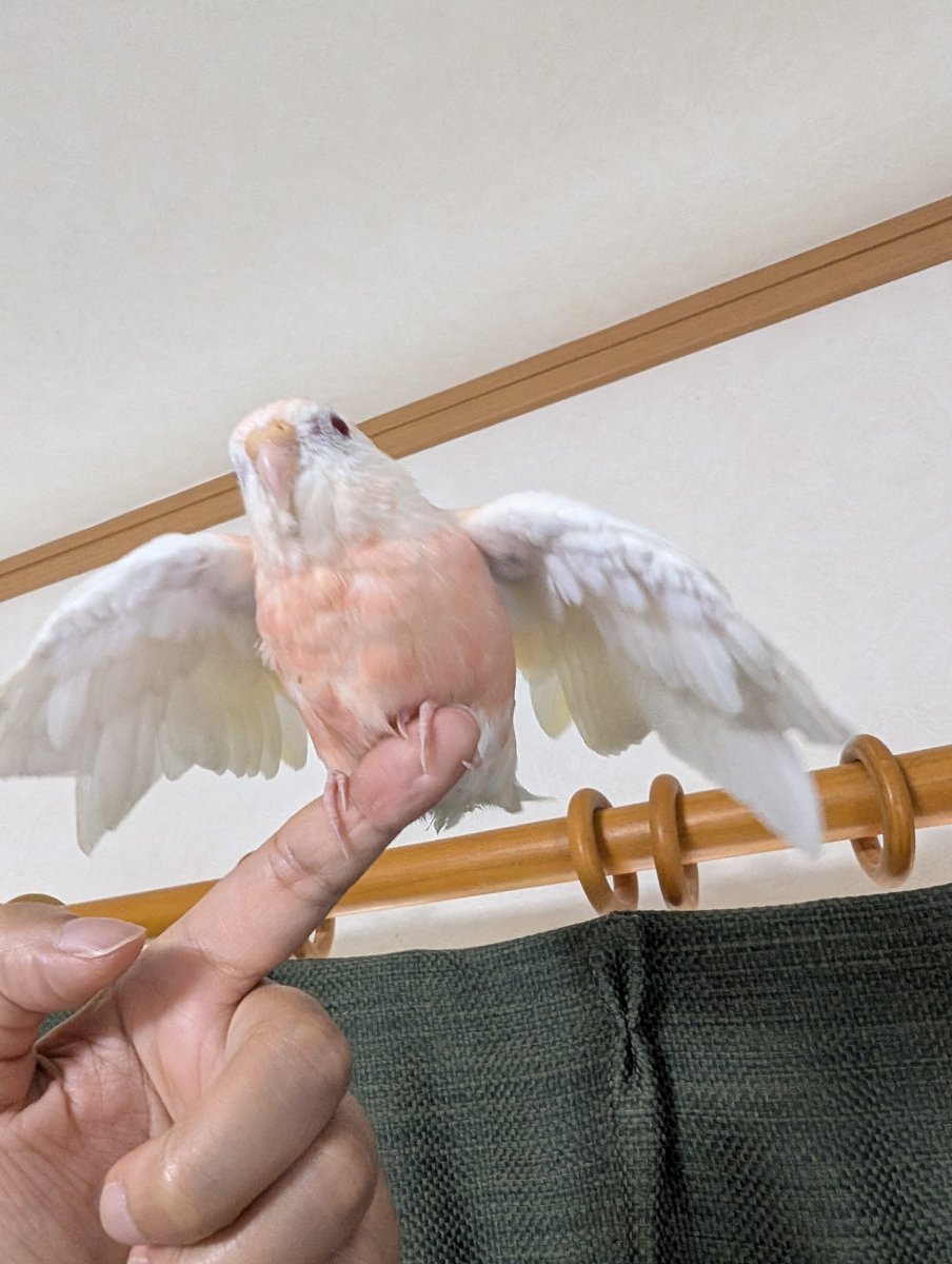 forest_f3's tweet image. 鳥の羽の資料にどうぞ🐥
指に乗せて移動すると飛んでるつもりで羽を広げるBIRD