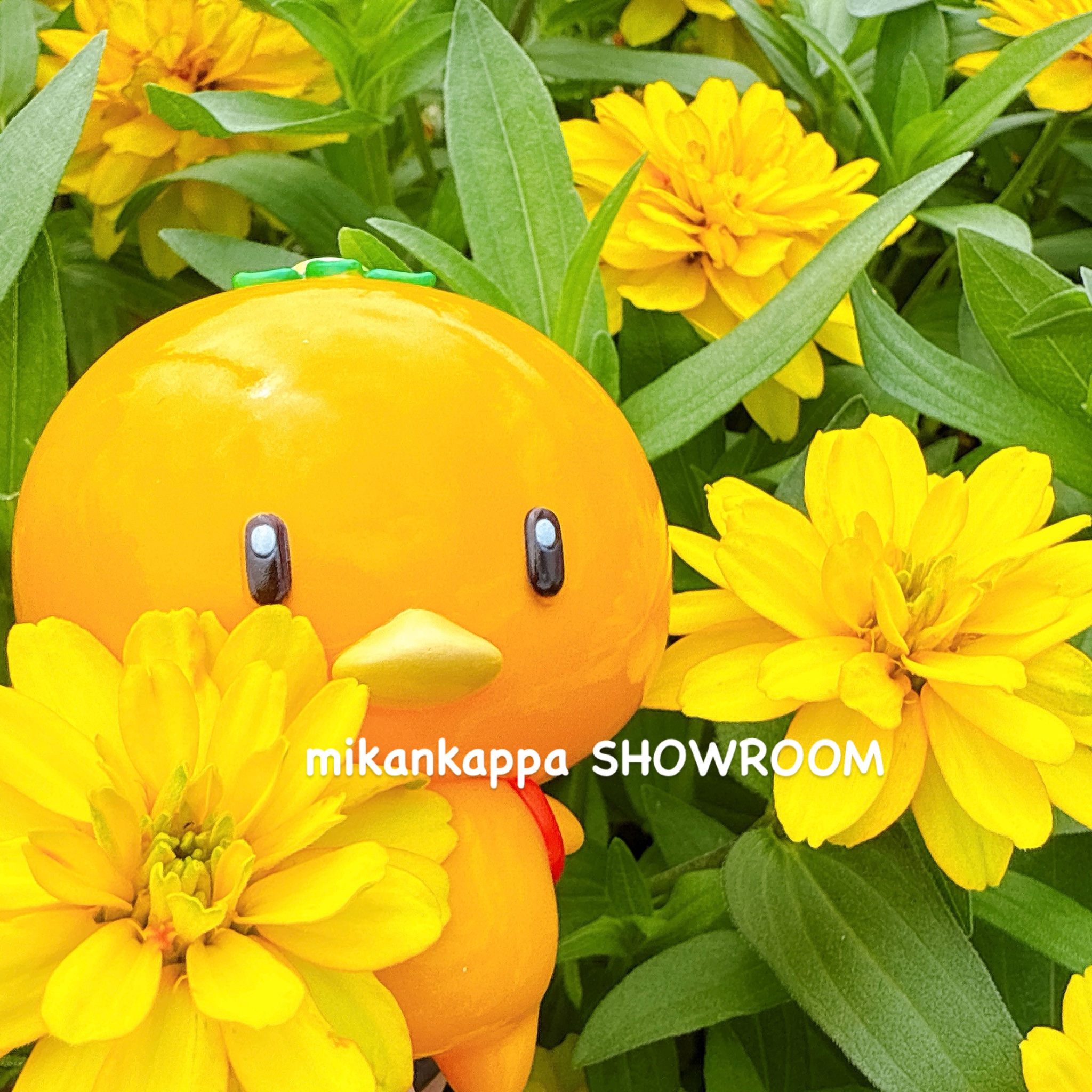 みかんかっぱSHOWROOM【公式】 on X: 