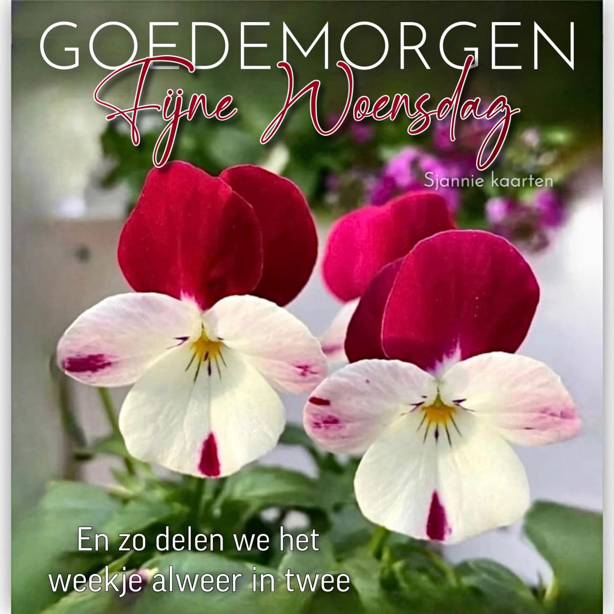 Goeiemorgen ☕ lieverds 🍀
Heb een fantastische woensdag 😉