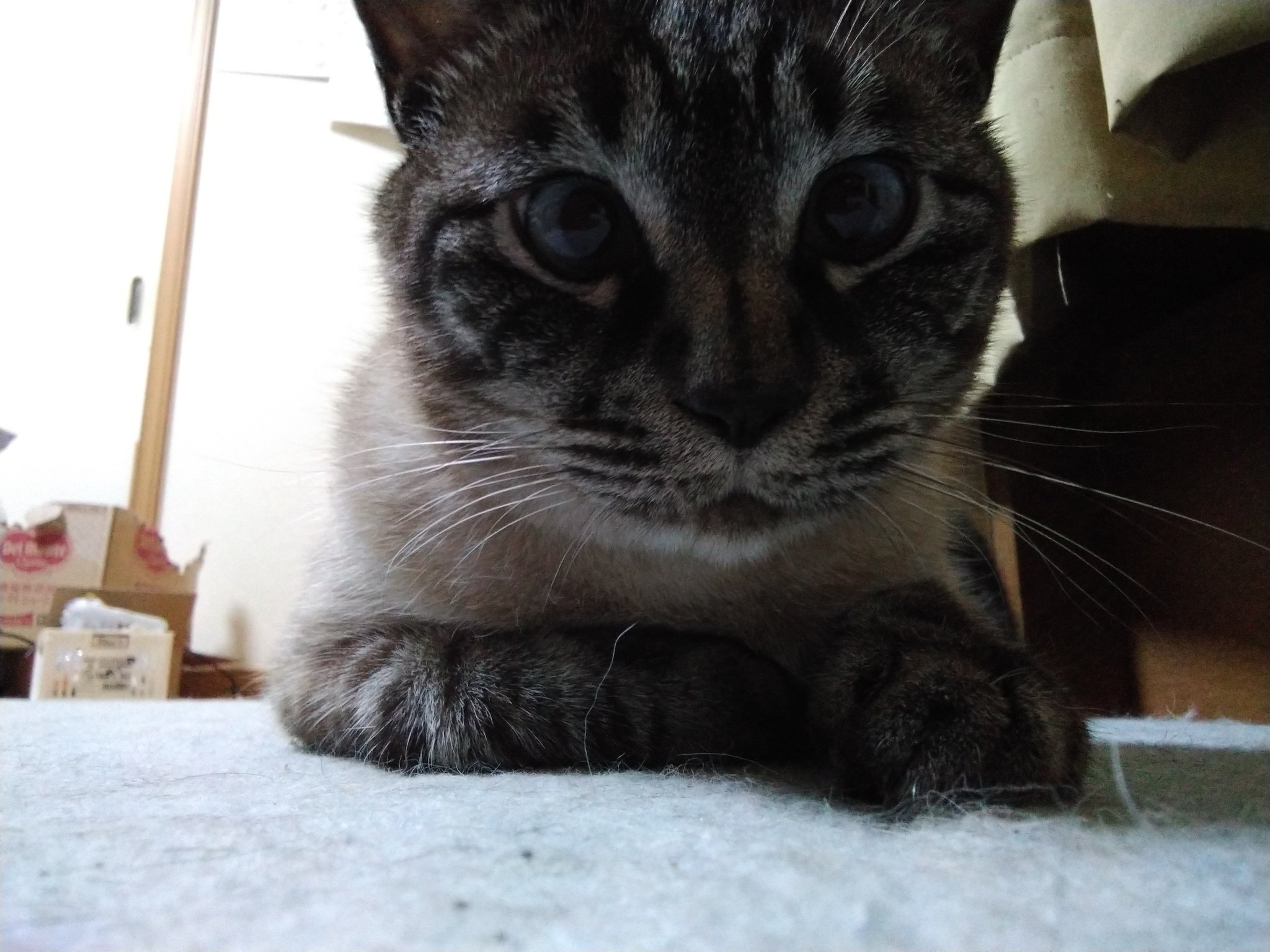 ＊ねこハチ＊ 東京しっぽの里/譲渡 | 【マンチカン🐱さばちゃん】 さばちゃん