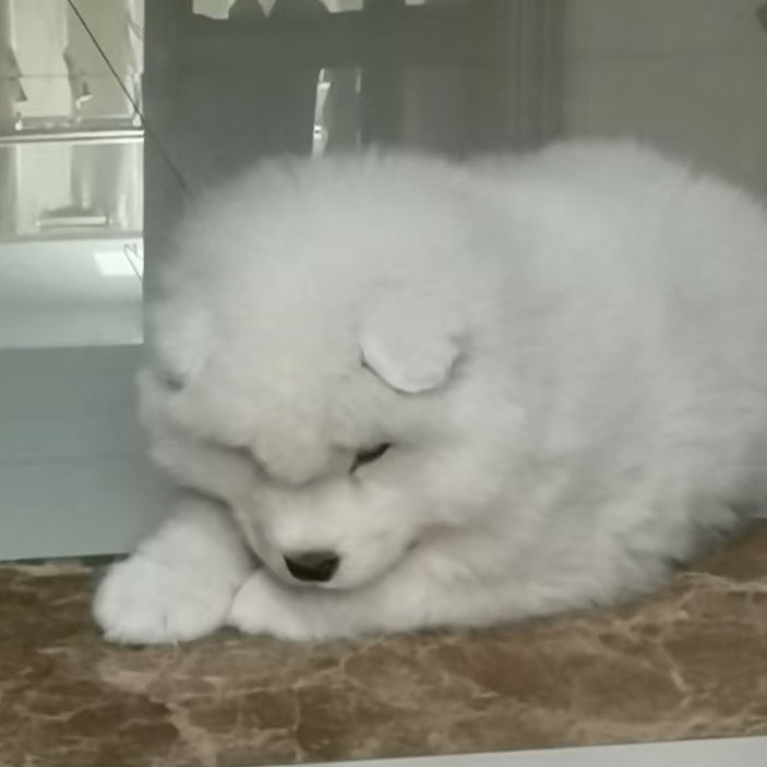 phu_as_samoyed's tweet image. 😔🫳
#PHUTATCHAI
#PHUTATCHAI_พยายาม