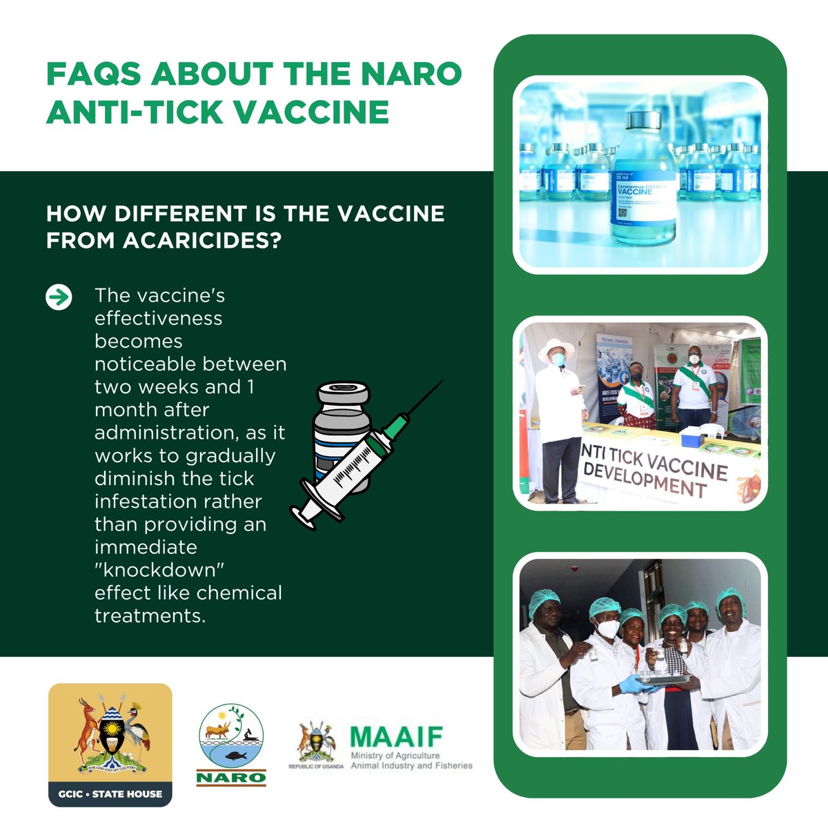 Joellah_Kagina's tweet image. Unlike chemical acaricides, the NARO anti-tick vaccine gradually reduces tick infestation over 2–4 weeks. No harsh “knockdown,” just sustainable, science-backed protection for your livestock. #OpenGovUg @MAAIF_Uganda @narouganda @DrRwamiramaBK @FrankTumwebazek @WKajwengye…