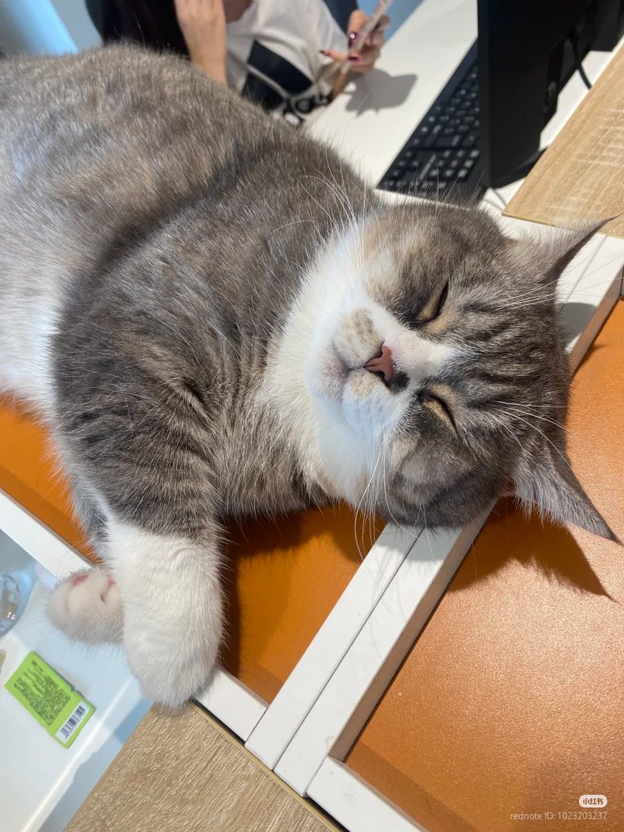 nocontextscats's tweet photo. Overworked https://t.co/unaIyl0yf1