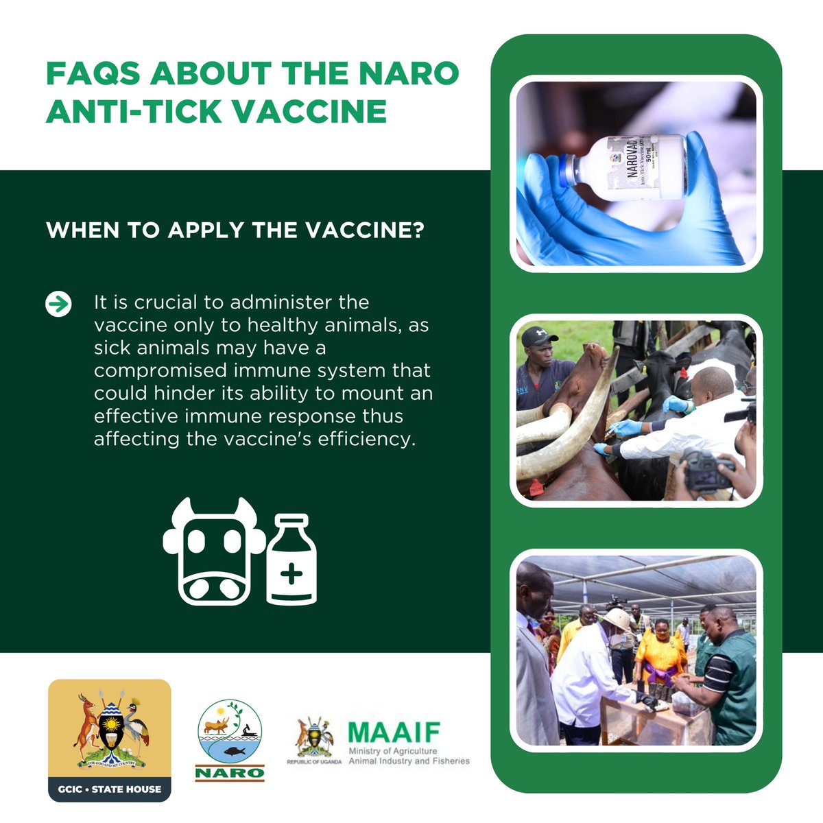Joellah_Kagina's tweet image. Only healthy animals should receive the NARO anti-tick vaccine to ensure a strong immune response.Vaccinating sick animals may reduce effectiveness. Always consult a vet. #OpenGovUg @MAAIF_Uganda @narouganda @DrRwamiramaBK @FrankTumwebazek @FredBwino