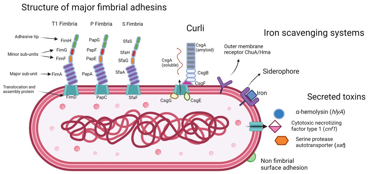 Micro_MDPI's tweet image. 🦠This review highlights the challenges in treating urinary tract infections (UTIs) caused by uropathogenic Escherichia coli (UPEC), which are the leading cause of community-acquired UTIs. 

🔎Read more: mdpi.com/2453462