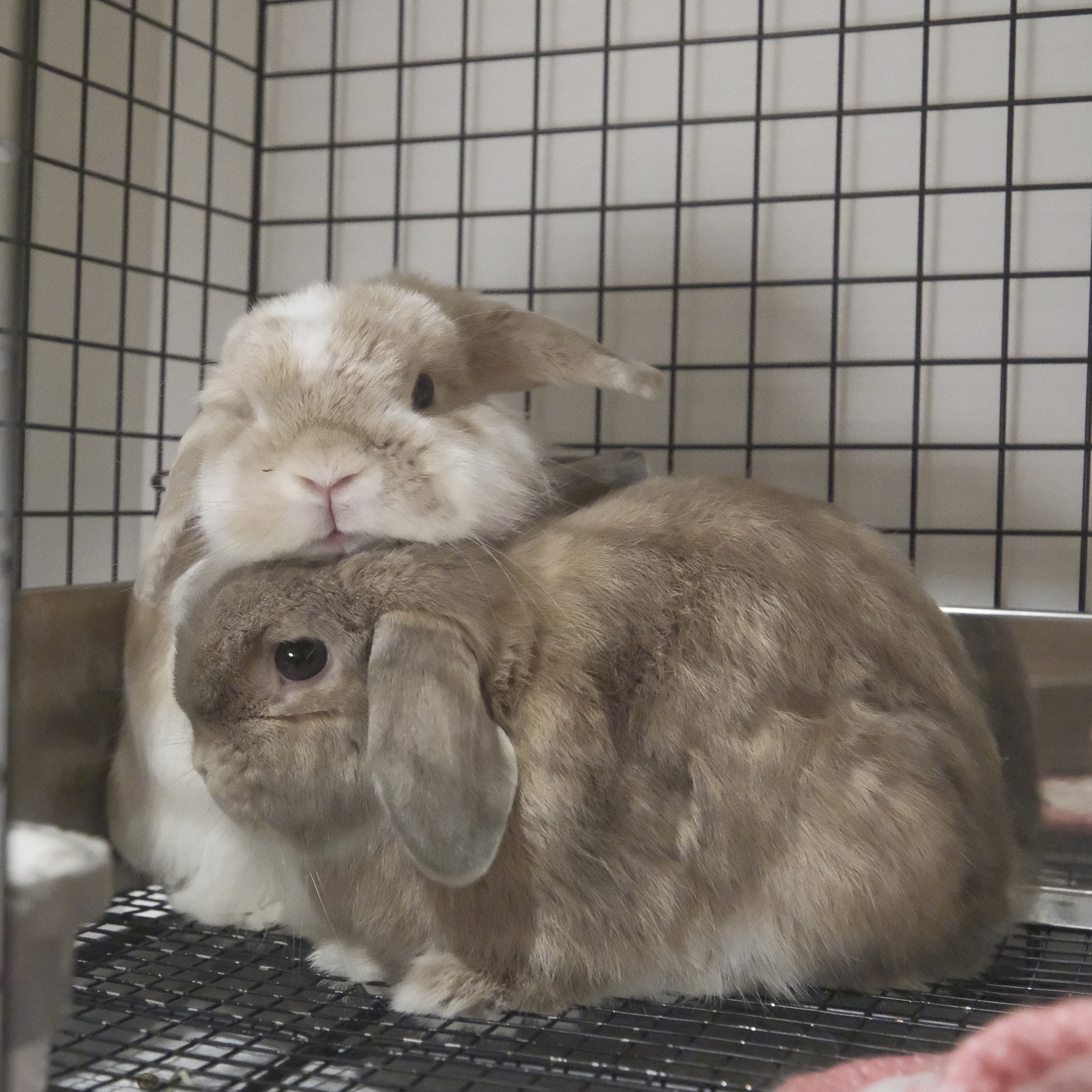 うさぎのチャイ on X: 