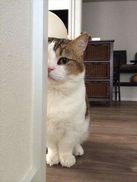 Life with a Cat tweet media
