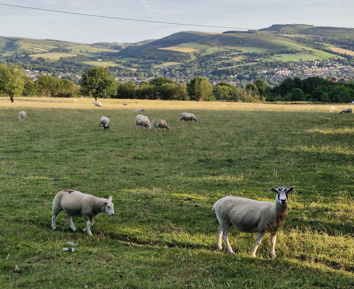 tom_mckinney's tweet image. Had a good chat with the local sheep last night 😃 In Wednesday's Breakfast on @bbcradio3 the dawn chorus was a Lesser Whitethroat. & just before 9 it's George Ensescu's Romanian Rhapsody, based on a Transylvanian drinking song, which seems appropriate with the death of Ozzy 💔