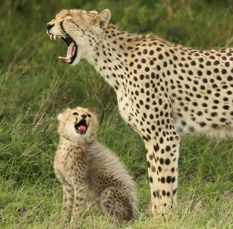 lets yell with mom