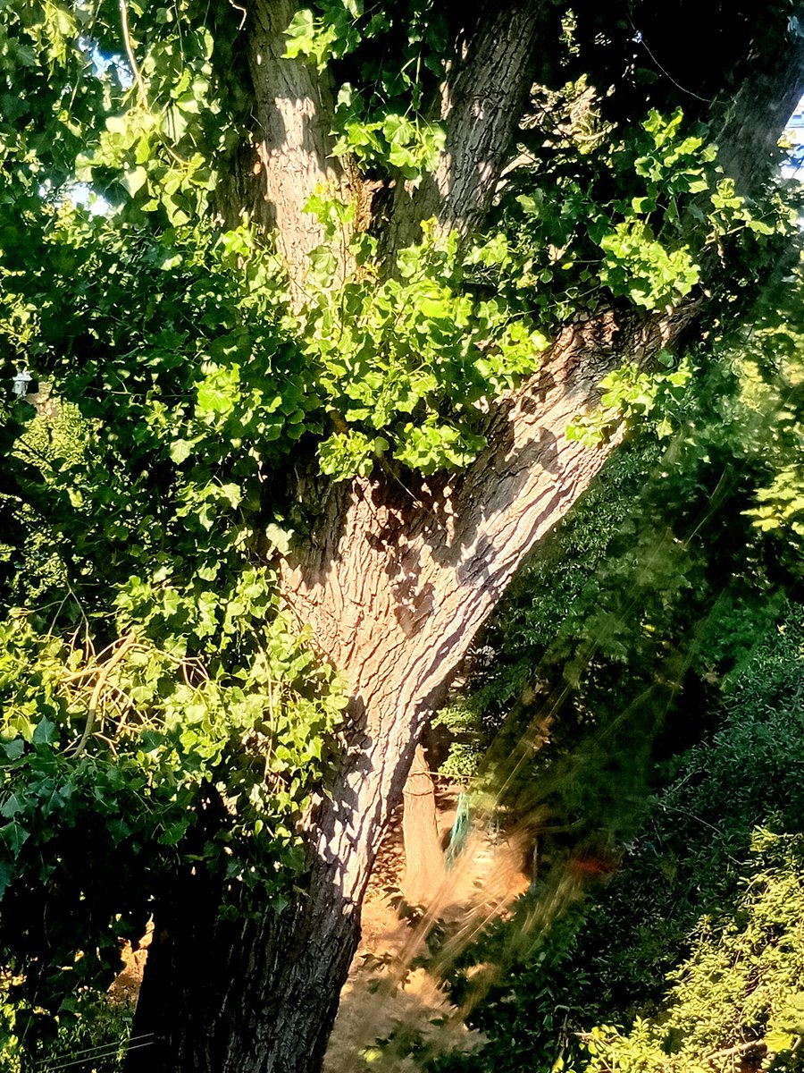 Катерина Галич tweet media