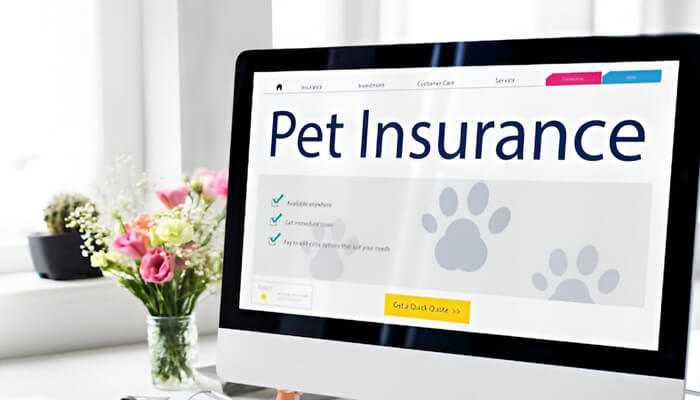 TycoonStoryCo's tweet image. Running a pet grooming, daycare, or vet business? 

Don't risk it all—get the right protection with tailored Pet Business Insurance.

📘 Learn how: tycoonstory.com/pet-business-i…

#petbusinessinsurance #petcareindustry #smallbusinessinsurance @PetBusInsurance @PCIInsurance