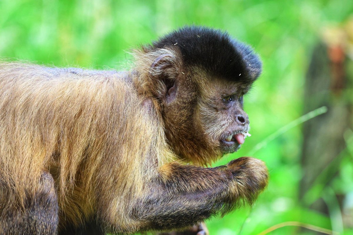 MWApeRescue's tweet image. Capuchin Dodger was rescued from the UK pet trade, and has now settled in so well to a big group. Capuchins are highly social so it was vital he lived with others of his own kind - the best kind of rehabilitation we can give our rescued primates!
馃摲 : Lisa