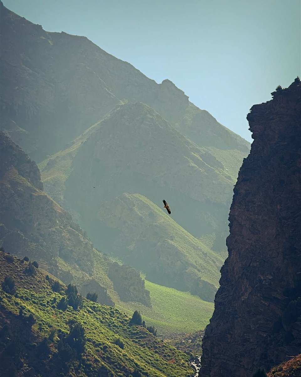 RoyGrinwis's tweet image. #Goedemorgen 🌅 #Twitter 🐦/ #X ✖️ vrienden,
Uiteraard worden we weer wakker met prachtige #AfghaniPorn 🔥 uit #Afghanistan 🇦🇫 en een heerlijke bak #Koffie ☕
Fijne dag #Toppers 👊🏻
#Defensie 🪖, #Veteraan 🎖️
#DontForgetAfghanistan 🙏🏻