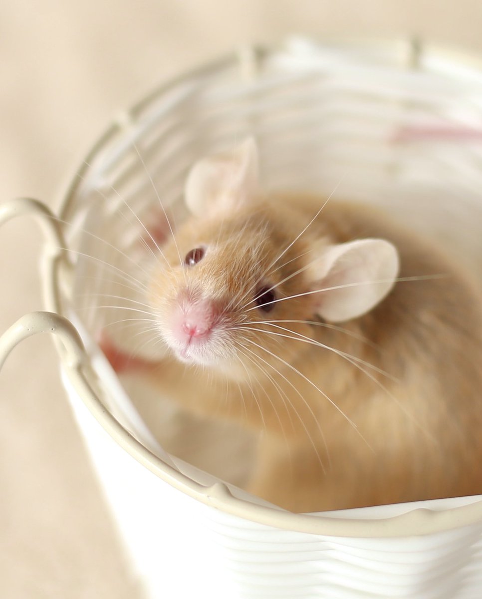 masametal's tweet image. ヒカリちゃん（トッポくんのママ）から癒しマウスエネルギーを送ります🐭✨

#mouse 
#お空のヒカリちゃん