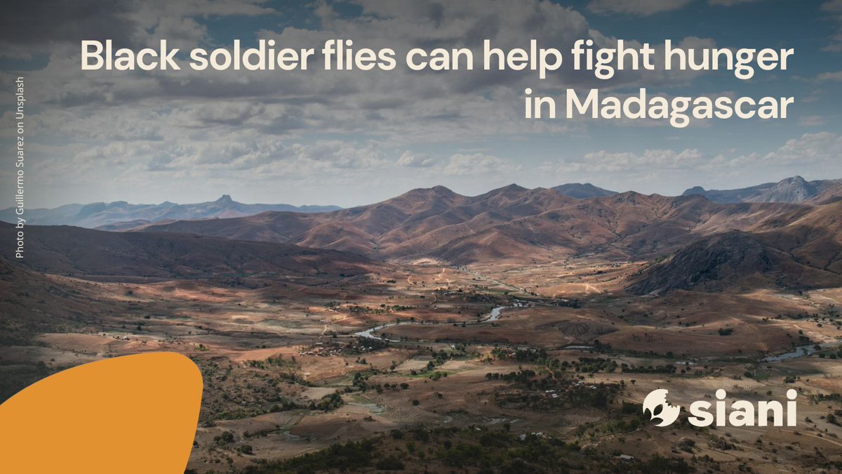 SIANIAgri's tweet image. NEWS STORY |
Madagascar may be the first country to face #climate-induced famine. Introducing black soldier flies in #farming could improve #FoodSecurity, #SoilHealth, and #smallholder farmers' livelihoods.
Read more: buff.ly/0AnrvJe