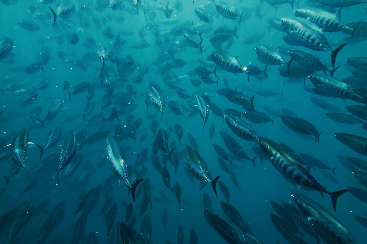 EU_MARE's tweet image. Earlier this year, skipjack tuna joined yellowfin and bigeye under catch limits in the Indian Ocean for the first time.
Key win for ocean health, driven by EU efforts at IOTC 2025.
A science-based step forward for sustainable tuna: europa.eu/!dMYFxK