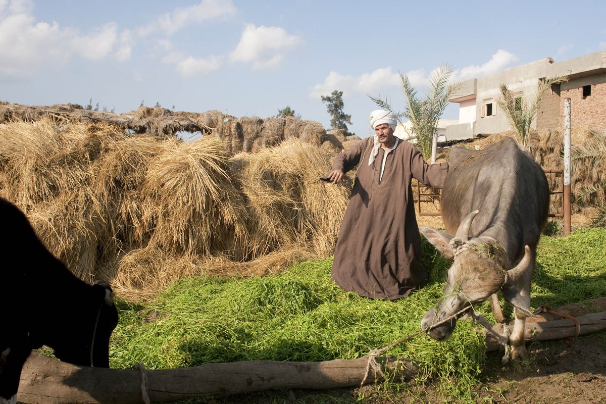 FAOclimate's tweet image. Livestock makes up 37.5% of Egypt’s agriculture value and supports millions. But climate change is putting the sector at risk.
A new #SCALAprogramme report from FAO & UNDP explores solutions to build resilience through climate-smart livestock: rb.gy/zom3zj @FAOEgypt