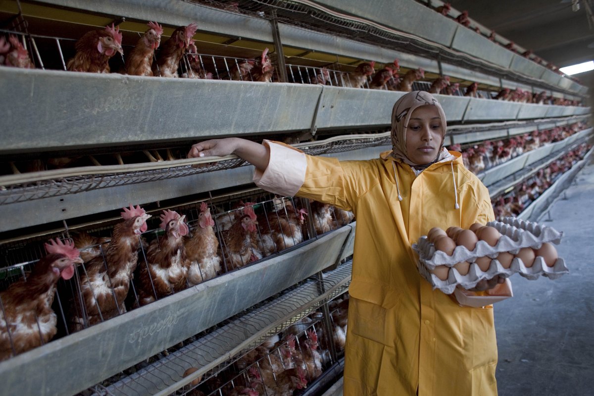 FAOclimate's tweet image. Livestock makes up 37.5% of Egypt’s agriculture value and supports millions. But climate change is putting the sector at risk.
A new #SCALAprogramme report from FAO & UNDP explores solutions to build resilience through climate-smart livestock: rb.gy/zom3zj @FAOEgypt