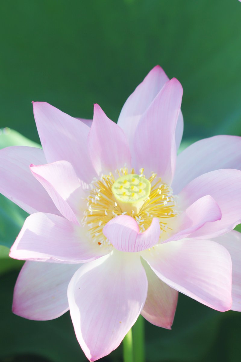 MaririnSiga's tweet image. 桜色
開花から数日経ったのか色が淡くなっていたハス