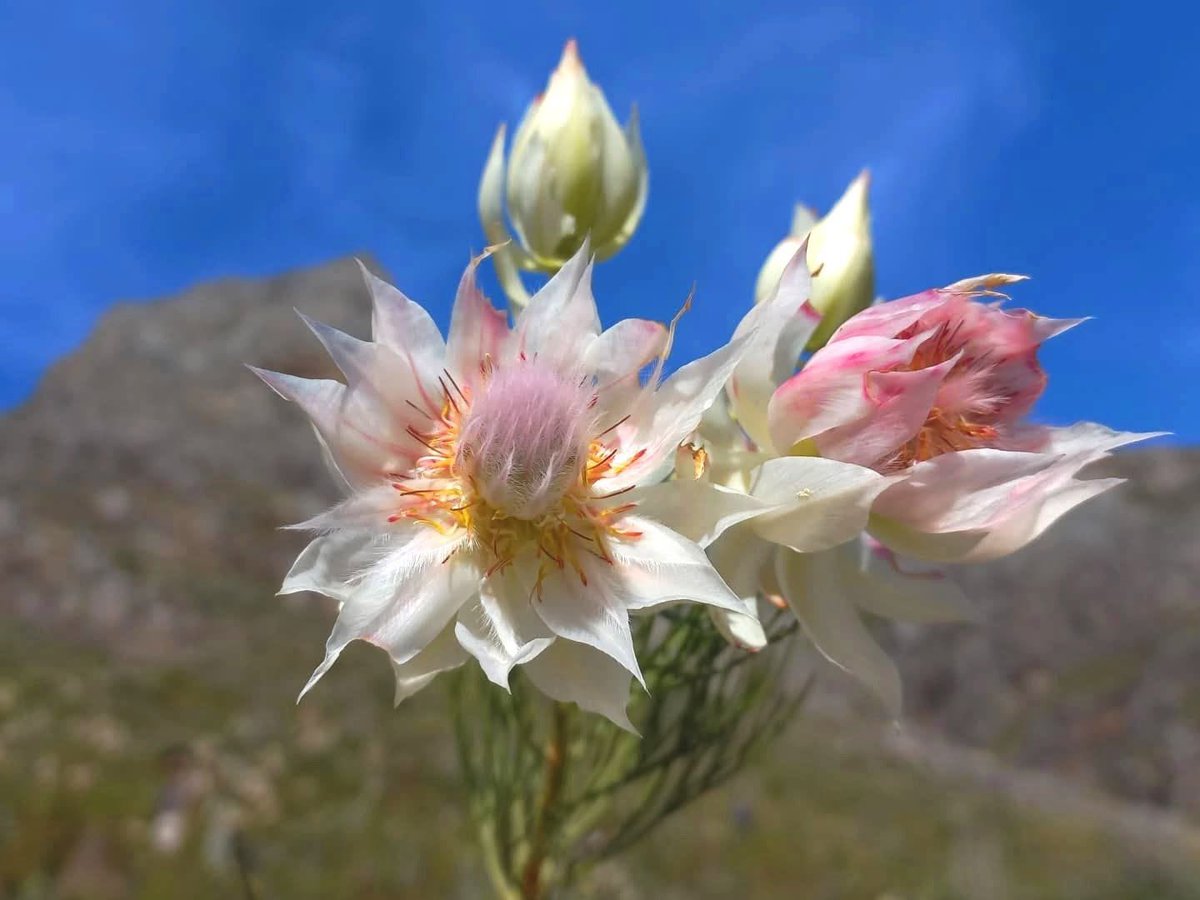 TheFlowerShow's tweet image. GM guys !
I want to show you guys something you might never seen in real life.
“Serruria florida” -- picture taken in the Franschhoek Mountains, Western Cape, SA by botanist Brian du Preez.
This species is under threat in the wild, but is being grown on commercial flower…