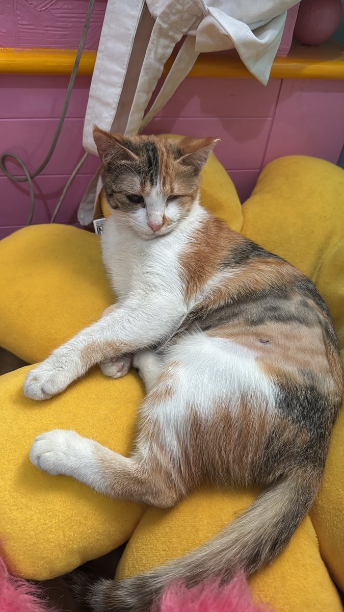 Anabul ku setelah steril. Jd semakin gemoy