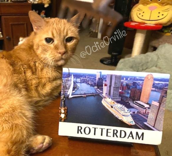 THE Odie Bob Orville ๐บ (@odieorville) on Twitter photo Look what came in the mail today! A postcard of Rotterdam from our friends Ozzy, Zara, Woody and Sandra <a href="/MissMoney/">Sandra๐ฉโช๏ธ๐บOzzy ๐บZara ๐บWoody</a> in the Netherlands! There was also an adorable orange cat charm (it glows in the dark!) for my can opener (aka mom). Thank y'all so much! ๐ฝโค๐ Look what came in the mail today! A postcard of Rotterdam from our friends Ozzy, Zara, Woody and Sandra <a href="/MissMoney/">Sandra๐ฉโช๏ธ๐บOzzy ๐บZara ๐บWoody</a> in the Netherlands! There was also an adorable orange cat charm (it glows in the dark!) for my can opener (aka mom). Thank y'all so much! ๐ฝโค๐