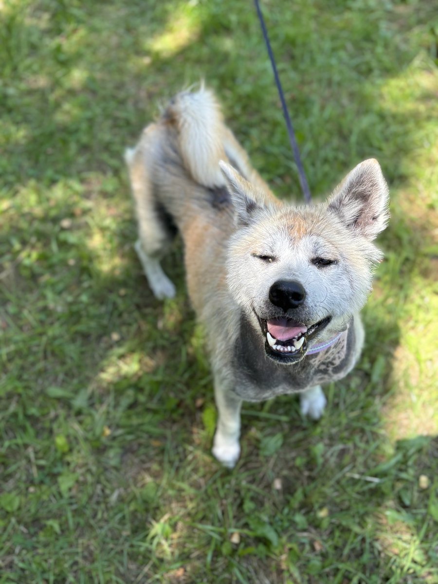 AlinkaZyn's tweet photo. Sweet Akita is still under treatment, and she has no home yet…
We urgently need help to cover her foster care for August.
Every bit of support means the world to her 🐶💛
We need 100$😭
Thank you from the bottom of our hearts! https://t.co/rkPw1W6QHj