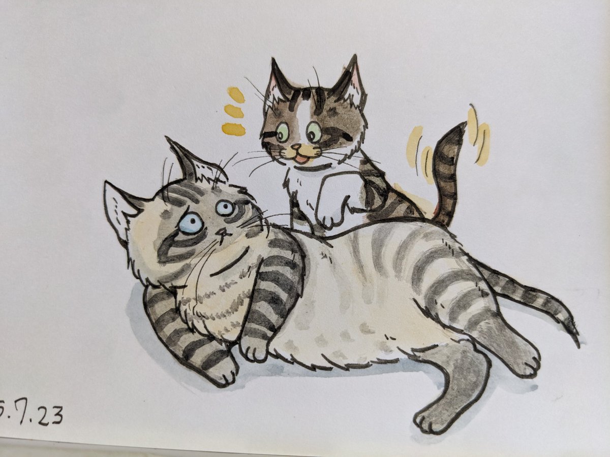 paseri021's tweet image. Let&apos; s play Sumo! 
 #pasericat 🫠