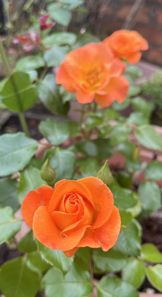 “Precious Amber” Rose for #RoseWednesday this week. Glowing brightly, the burnt orange colour really stands out and this is a super resilient rose. Have a great day full of roses everyone #GardeningX #Flowers