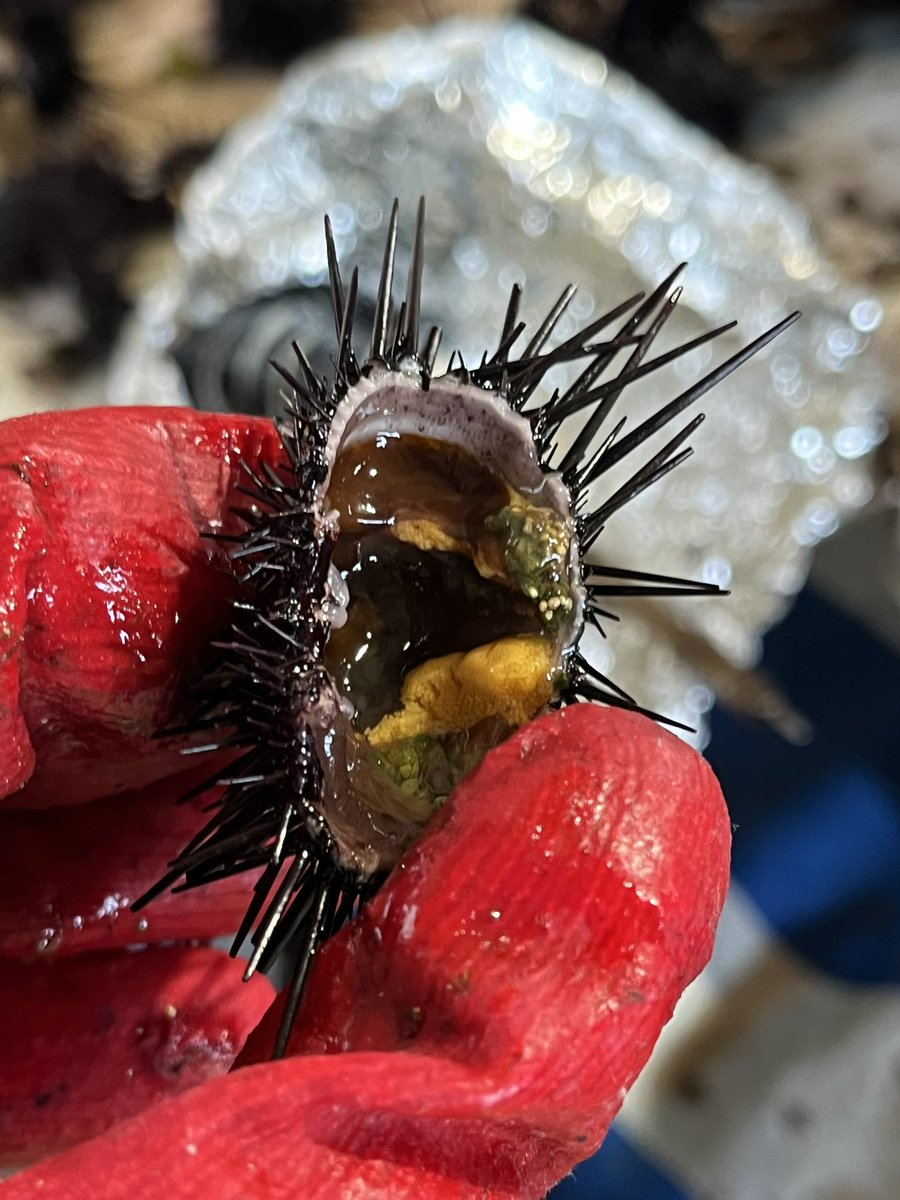 Appleyoung0322's tweet image. 오늘 점심은 이호에서 #성게