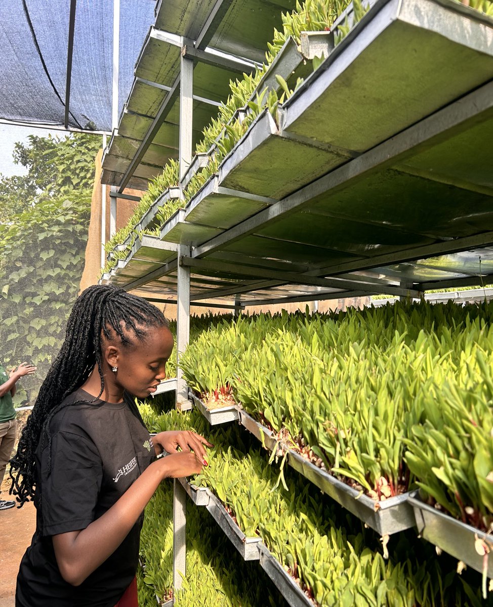 Crops are storytellers of nature, and every leaf has something meaningful to share.

#HydroponicFodder Production