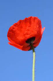 pettore's tweet image. Born this day 23rd.July 1920.
Sgt. Walter John Patrick Sheppard.
One of THE FEW.
bbm.org.uk/airmen/Sheppar…
He survived.